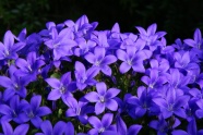 紫色风铃花图片