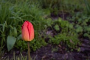 红色郁金香花苞图片