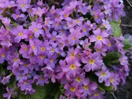 紫色报春花图片
