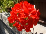 红色天竺葵图片