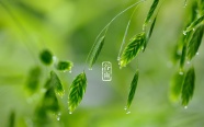 2017谷雨绿色背景图片