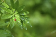 谷雨24节气图片