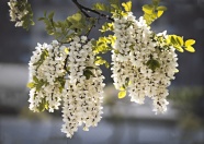 春天白色花簇图片