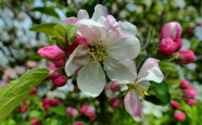 苹果树开花图片