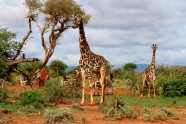 一群野生长颈鹿图片