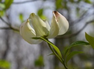 白色茱萸花图片