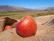 新鲜红苹果高清摄影图片