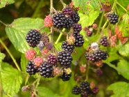 新鲜黑莓图片
