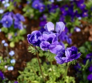 蓝紫色海葵花图片