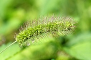 雨后狗尾巴草唯美图片