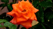 雨后玫瑰花图片