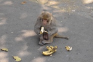 吃香蕉的猴子图片