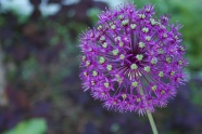 艳丽紫色韭菜花图片