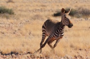 非洲奔跑的斑马图片