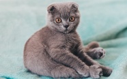 可爱灰色折耳猫图片