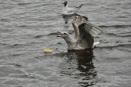 海鸥水中觅食图片