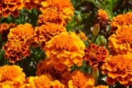 橙色康乃馨花朵图片