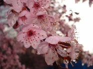 雨后桃花图片