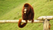 红毛猿猴摄影图片