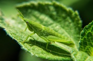 绿色透明蝗虫摄影图片