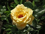 漂亮黄色玫瑰花图片