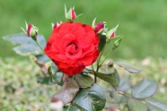 娇艳红玫瑰图片