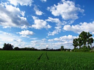 蓝天下绿稻田风景图片