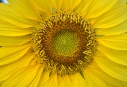 黄色向日葵微距摄影图