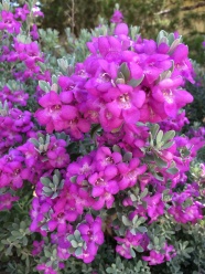 紫色鼠尾草花图片