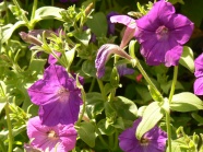 紫色牵牛花摄影图片