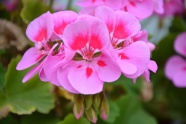 粉色天竺葵高清图片