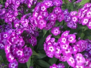 紫色花朵绽放图片