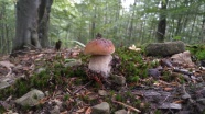 大自然野生蘑菇图片