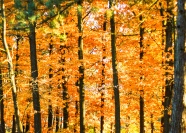 秋天金黄树林高清图片