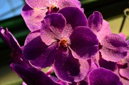 紫色蝴蝶兰微距摄影图