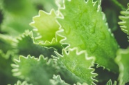 小清新绿色蕨类植物图片