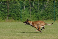 比利时牧羊犬图片