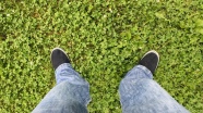 草地上的双足图片