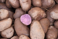 紫色的土豆图片