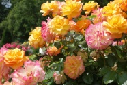 玫瑰小镇花园图片