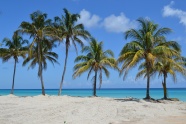 桑迪海滩棕榈树图片