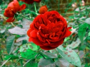 质感红玫瑰图片