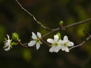 桃花枝白色桃花图片