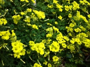 黄色自然花朵图片
