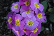 紫丁香近景图片