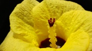 黄色花朵花蕊特写图片