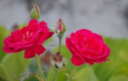 小清新玫瑰花朵图片