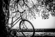 大树下黑白自行车图片