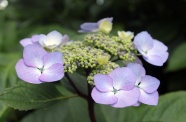 淡紫色绣球花花朵图片