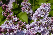 春天漂亮紫丁香图片